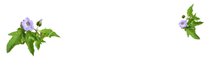 Miladi Jorge
